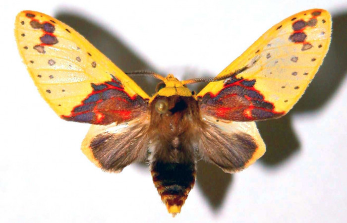 Fig. 3 Parte dorsal del macho <i>Amaxia apyga</i></i> (Erebidae). (99-SRNP-16504-DHJ38384).
