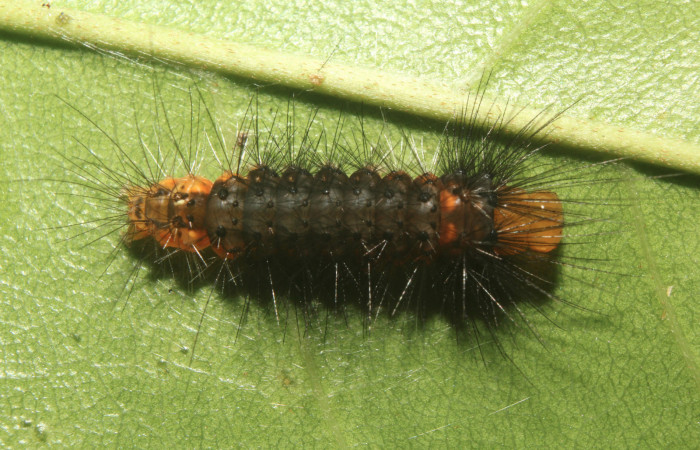 Fig. 5 Penúltimo estadio de la oruga <i>Amaxia apyga</i></i> (Erebidae) sobre <i>Pouteria viridis</i></i> (Sapotaceae). (18-SRNP-70551-DHJ741890).