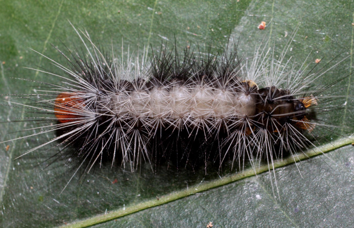 Fig. 6 Último estadio de <i>Amaxia apyga</i></i> (Erebidae) sobre <i>Pouteria reticulata</i></i> (Sapotaceae). (16-SRNP-65515-DHJ488303).