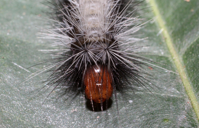 Fig. 7 Cabeza de <i>Amaxia apyga</i></i> (Erebidae) sobre <i>Pouteria reticulata</i></i> (Sapotaceae). (16-SRNP-65515-DHJ488304).