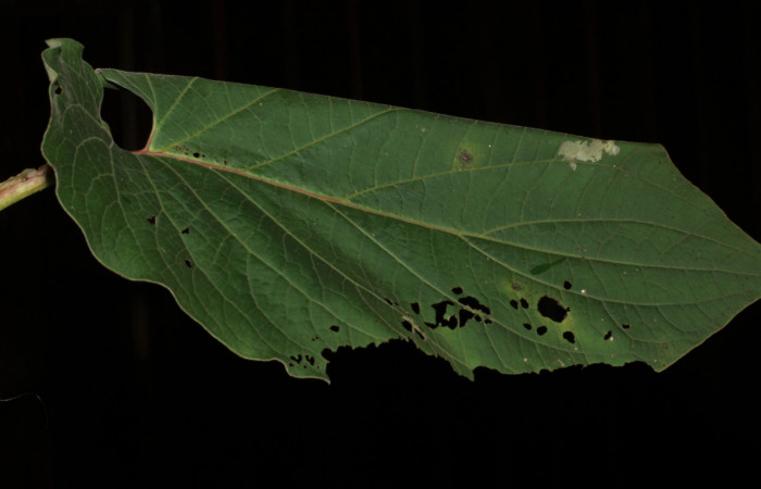 Fig.10 observamo la casita, <i>Rhectocraspeda periusalis</i></i>, (Crambidae). Se colectó 24 de Enero 2013, Sector Pitilla, Estación pitilla , mide 118mm, 675mts.(13-SRNP-30204-DHJ700510.jpg.).