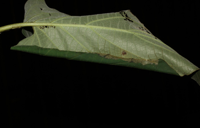Fig.11 observamo la casita, <i>Rhectocraspeda periusalisi/], (Crambidae). Se colectó 24 de Enero 2013, Sector Pitilla, Estación pitilla , mide 118mm, 675mts.(13-SRNP-30204-DHJ700512.jpg.).