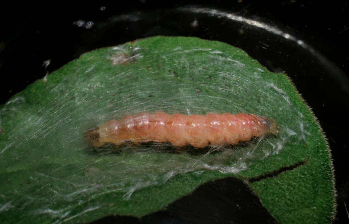 Fig.13 observa vista dorsal <i>Rhectocraspeda periusalis</i></i>, (Crambidae) con las propatas hacia arriba hizo prepupa, 13 enero 2009, Sector San Cristobal, Rio Blanco Abajo mide 20mm, 500mts, (09-SRNP-125-DHJ450159.jpg)