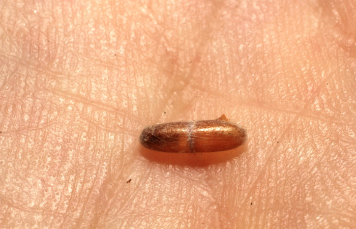 Fig.14 Observamos capullo de parásito <i>Eutanygaster</i></i> tabascensisDHJ04 (Ihneumonidae) (13-SRNP-67776-DHJ804729.jpg.).