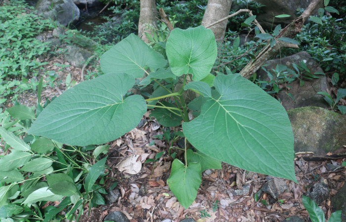 Fig. 15 Planta <i>Piper auritum</i></i> de tres metros de altura creciendo a orillas de quebra, ríos y riachuelos, con hojas alternas simples
