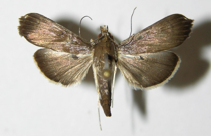 Fig.1 Vista dorsal macho <i>Rhectocraspeda periusalis</i></i> (Crambidae) eclosionó 08 Octubre 2004, Sector Del Oro, Meteorologico, 590mts. 04-SRNP-24647-DHJ335850.jpg.