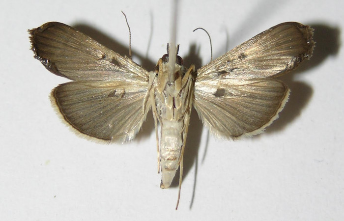 Fig 2 Vista Ventral macho <i>Rhectocraspeda periusalis</i></i> (Crambidae) eclosionó 08 Octubre 2004, Sector Del Oro, Meteorologico, 590mts. 04-SRNP-24647-DHJ335851.jpg.