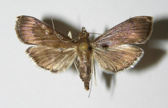 Fig.3 Vista dorsal hembra <i>Rhectocraspeda periusalis</i></i>(Crambidae) eclosionó 23 Diciembre 1998, San Cristobal, Quebrada Cementerio, 700mts, 98-SRNP-15171-DHJ335842.jpg.
