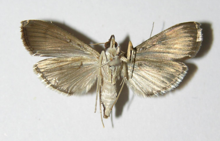 Fig.4 Vista dorsal hembra <i>Rhectocraspeda periusalis</i></i> (Crambidae) eclosionó 23 Diciembre 1998, San Cristobal, Quebrada Cementerio, 700mts, 98-SRNP-15171-DHJ335843.jpg.