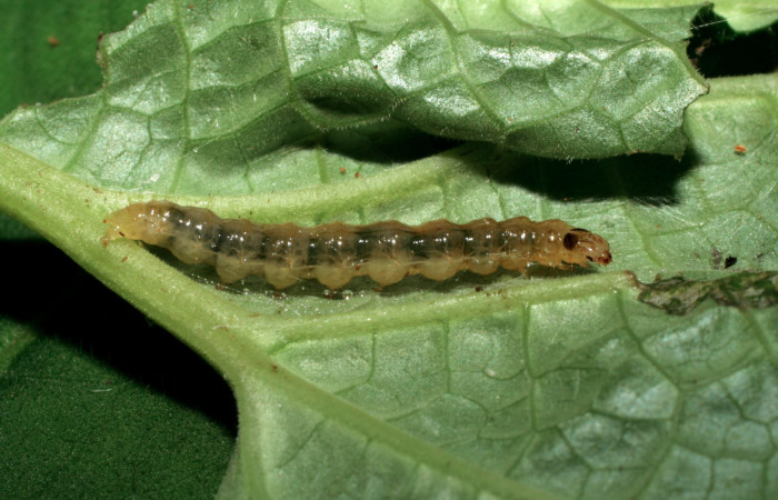 Fig.5 Vista lateral, <i>Rhectocraspeda periusalis</i></i>, (Crambidae). Se colectó 19 de Julio 2006 Sector Pitilla, Pasmompa, 440mts. (06-SRNP-33073-DHJ416076.jpg.).
