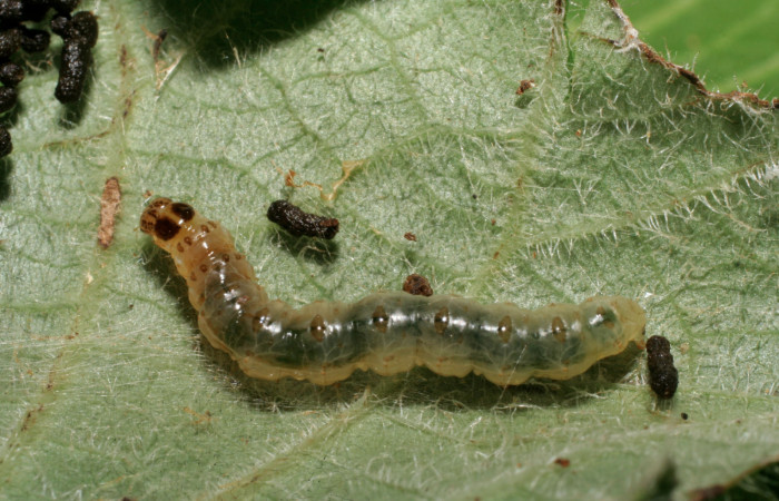 Fig.6 Vista dorsal, <i>Rhectocraspeda periusalis</i></i>, (Crambidae). Se colectó 28 de Marzo 2008 Sector Pitilla, Manguera, 470mts. (08-SRNP-31079-DHJ438809.jpg.).
