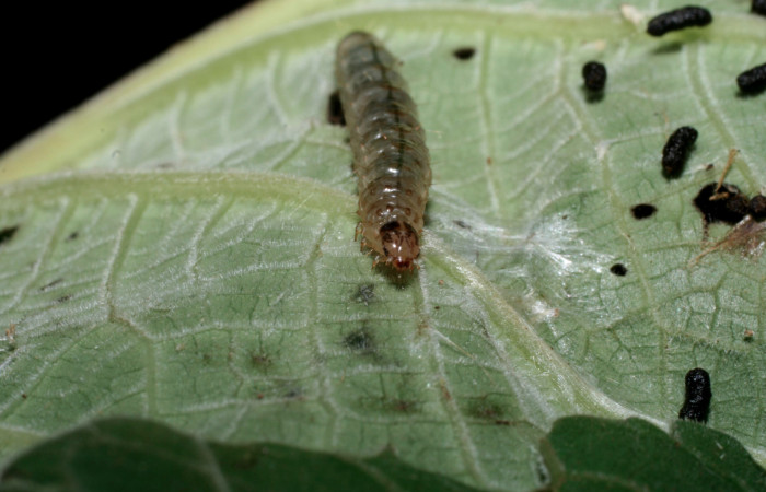 Fig.7 Vista frontal, <i>Rhectocraspeda periusalis</i></i> (Crambidae). Se colectó 29 de Abril 2009 Sector Santa Maria, Sendero Canal, mide 22mm, 799mts. (09-SRNP-56066-DHJ460045.jpg.).
