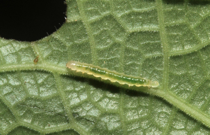 Fig.8 Vista lateral, <i>Rhectocraspeda periusalis</i></i> (Crambidae). Se colectó 02 de Febrero 2013 Sector Rain Forest, Sendero annona, mide 10mm, 405mts. (13-SRNP-40728-DHJ707630.jpg.).