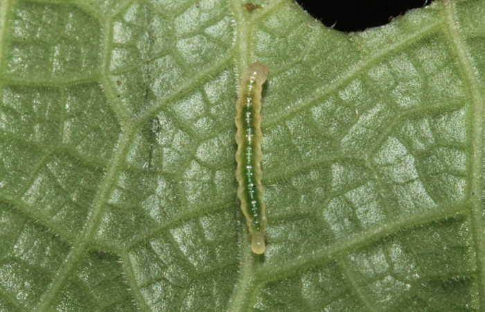 Fig.9 Vista dorsal, <i>Rhectocraspeda periusalis</i></i>, (Crambidae). Se colectó 02 de Febrero 2013 Sector Rain Forest, Sendero annona, mide 10mm, 405mts. (13-SRNP-40728-DHJ707632.jpg).