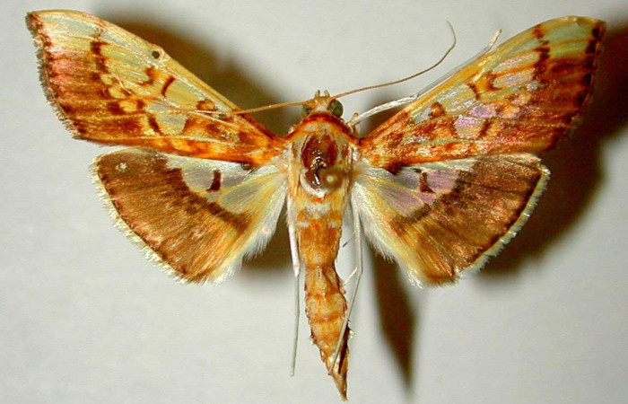 Fig.1 Adulto <i>Micromartinia mnemusalis</i></i>, mostrando la parte dorsal.Voucher:99-SRNP-9745-DHJ33402.
