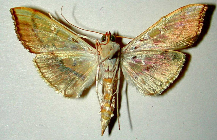 Fig.2 Adulto <i>Micromartinia mnemusalis</i></i>, mostrando la parte ventral.Voucher: 99-SRNP-9745-DHJ33403.