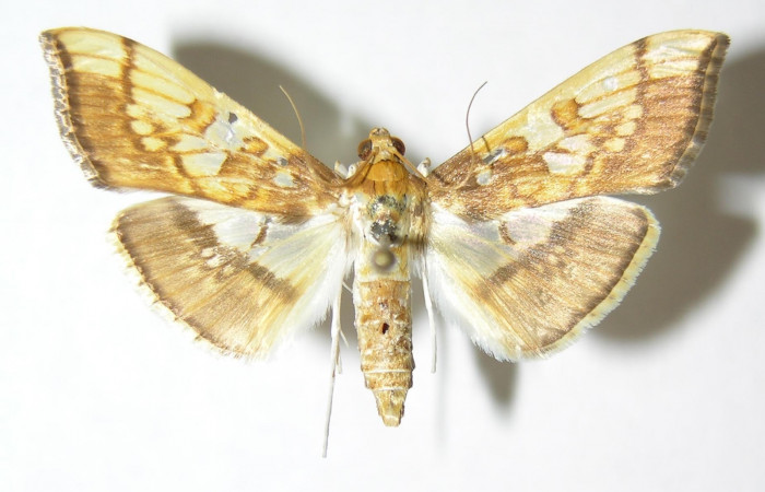 Fig.3 Adulto <i>Micromartinia mnemusalis</i></i>, mostrando la parte dorsal.Voucher:03-SRNP-12813-DHJ345914.