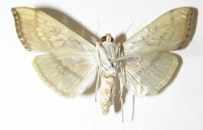 Fig.4 Adulto <i>Micromartinia mnemusalis</i></i>, mostrando la parte ventral.Voucher: 03-SRNP-12813-DHJ345915.