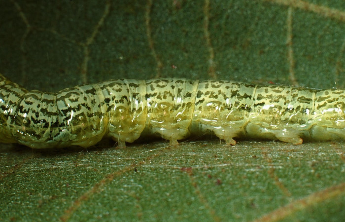 Fig. 5 Larva <i>Micromartinia mnemusalis</i></i>, mostrando la parte lateral entero. Voucher: 03-SRNP-12700-DHJ76187.jpg.