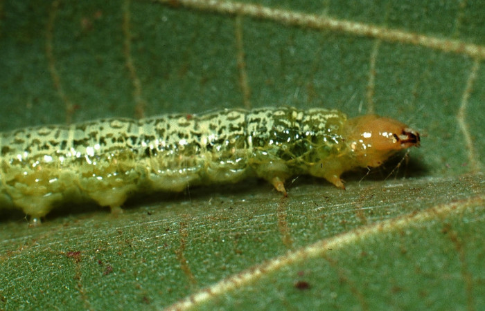 Fig. 6 Larva <i>Micromartinia mnemusalis</i></i>, mostrando la parte cabeza tórax. Voucher: 03-SRNP-12700-DHJ76191.jpg.