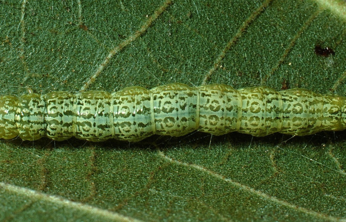 Fig. 7 Larva <i>Micromartinia mnemusalis</i></i>, mostrando la parte dorsal entero. Voucher: 03-SRNP-12700-DHJ76197.jpg.