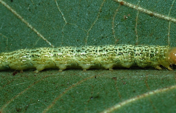 Fig. 8 Larva <i>Micromartinia mnemusalis</i></i>, mostrando la parte lateral entero. Voucher: 03-SRNP-12700-DHJ76199.jpg.