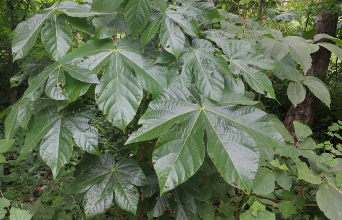 Fig.9 Planta <i>Sterculia apetala</i></i> (Malvaceae), hospedera de la <i>Micromartinia mnemusalis</i></i>,(Crambidae), Sector Mundo Nuevo, Sector Horizontes. Foto  Elieth Cantillano 15 Julio 2019.
