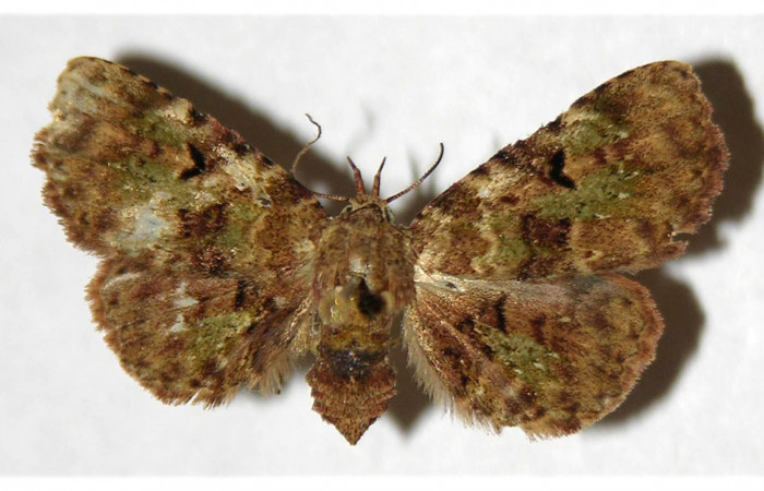 Figura 15. Adulto de <i>Metalectra</i></i> Poole10DHJ01 (Erebidae). Vista dorsal, 27 mm de longitud. Voucher: 01-SRNP-7373-DHJ321938.jpg.
