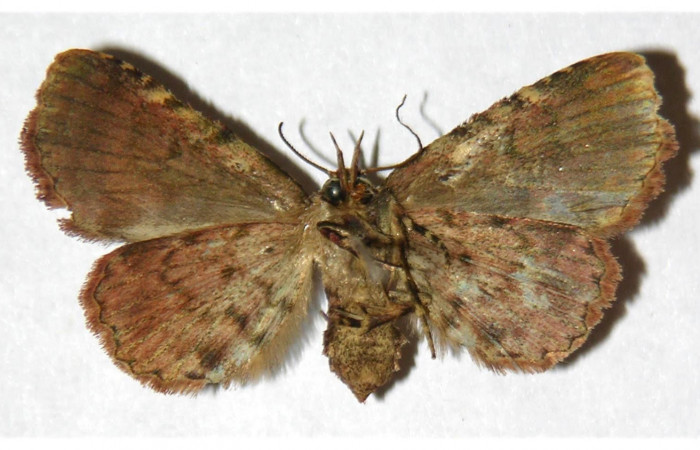 Figura 16. Adulto de <i>Metalectra</i></i> Poole10DHJ01 (Erebidae). Vista ventral, 27 mm de longitud. Voucher: 01-SRNP-7373-DHJ321939jpg.
