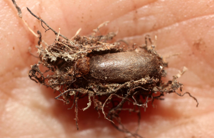 Figura 11. Momia larva <i>Metalectra</i></i> Poole10. Capullo del parásito de la familia Ichneumonidae, Dusona INB-607. Vista dorsal. Foto 27 Octubre 2013. Voucher: 10-SRNP-72472-DHJ498401.jpg.