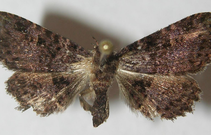 Figura 13. Adulto de <i>Metalectra</i></i> Poole10DHJ02 (Erebidae). Vista dorsal, 21 mm de longitud. Voucher: 10-SRNP-72473-DHJ539338.jpg.
