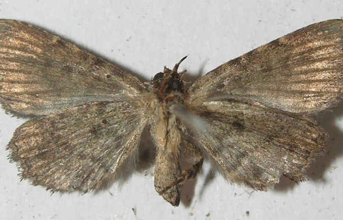 Figura 14. Adulto de <i>Metalectra</i></i> Poole10DHJ02 (Erebidae). Vista ventral, 21 mm de longitud. Voucher: 10-SRNP-72473-DHJ539339.jpg.
