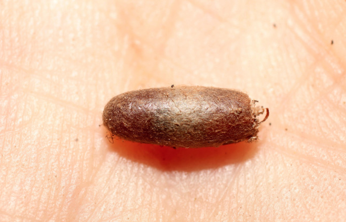 Figura 12. Momia larva <i>Metalectra</i></i> Poole10. Capullo del parásito de la familia Ichneumonidae, Dusona INB-607. Vista dorsal. Foto 27 Octubre 2013. Voucher: 10-SRNP-72475-DHJ498402.jpg.