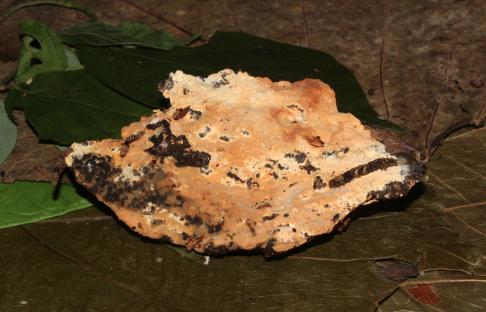 Figura 6. Larva de <i>Metalectra</i></i> Poole10 (Erebidae). Visto lateral, penúltimo estadio 21 mm. Un pedacito de madera donde esta creciendo el hongo. Voucher: 19-SRNP-30964-DHJ765288.jpg. Foto: Freddy Antonio Quesada 21 junio 2019. Quesada