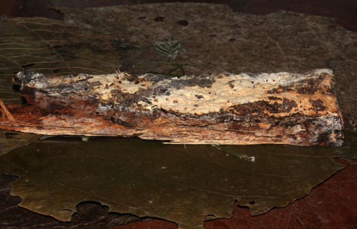 Figura 4. Habitat larva de <i>Metalectra</i></i> Poole10 (Erebidae). Visto lateral del hongo. Un pedacito de madera donde esta creciendo el hongo. Voucher: 19-SRNP-30964-DHJ765287.jpg. Foto: Freddy Antonio Quesada 25 junio 2019. 