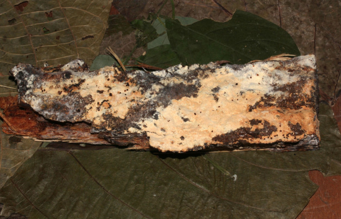 Figura 5. Habitat larva de <i>Metalectra</i></i> Poole10 (Erebidae). Visto dorsal del hongo. Un pedacito de madera donde esta creciendo el hongo. Voucher: 19-SRNP-30964-DHJ765288.jpg. Foto: Freddy Antonio Quesada 25 junio 2019. 