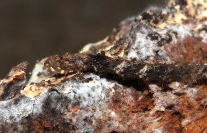 Figura 8. Larva de <i>Metalectra</i></i> Poole10 (Erebidae). Vista lateral, penúltimo estadio 21 mm. Voucher: 19-SRNP-30964-DHJ765292.jpg. Foto: Freddy Antonio Quesada 25 junio 2019.