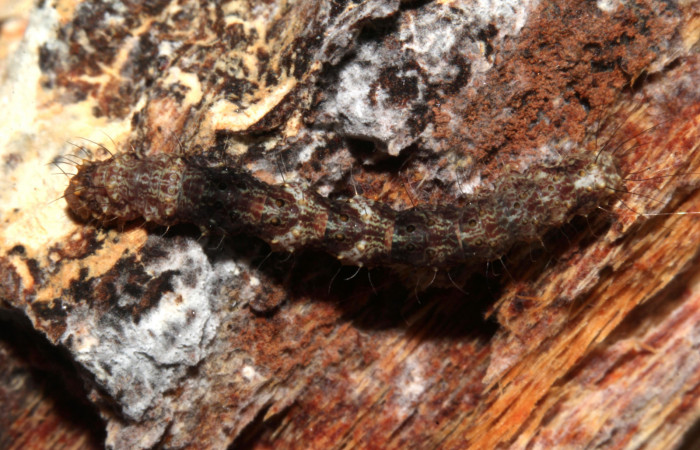 Figura 7. Larva de <i>Metalectra</i></i> Poole10 (Erebidae). Vista dorsal, penúltimo estadio 21 mm. Voucher: 19-SRNP-30964-DHJ765293.jpg. Foto: Freddy Antonio Quesada 25 junio 2019.