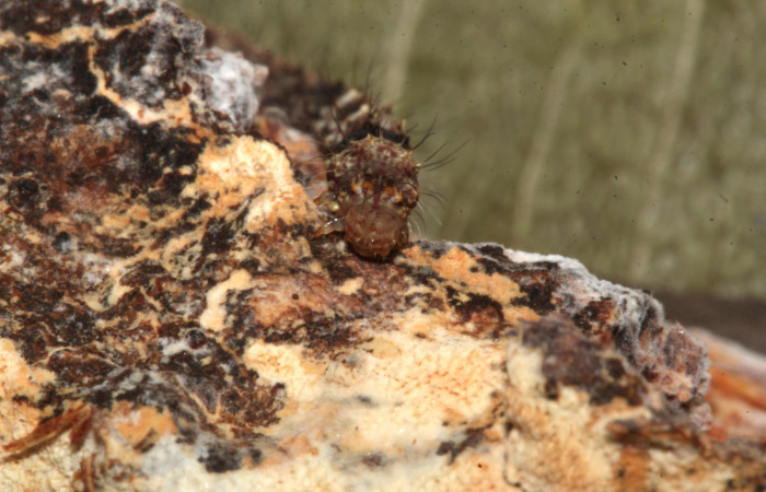 Figura 9. Larva de <i>Metalectra</i></i> Poole10 (Erebidae). Cabeza de frente, penúltimo estadio 21 mm. Voucher: 19-SRNP-30964-DHJ765294.jpg. 
Foto: Freddy Antonio Quesada 25 junio 2019. 