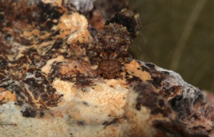 Figura 10. Larva de <i>Metalectra</i></i> Poole10 (Erebidae). Cabeza de frente, penúltimo estadio 21 mm. Voucher: 19-SRNP-30964-DHJ765297.jpg. 
Foto: Freddy Antonio Quesada 25 junio 2019. 