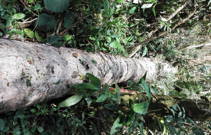 Figura 3. Árbol caído por la Tormenta Nate. Así como este árbol caído por la tormenta, hay muchos mas a lo largo de los senderos. . Foto 12 Octubre 2017.
