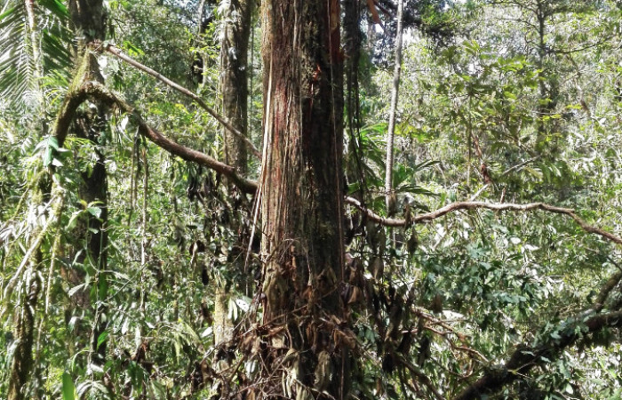 Figura 1 . Arbol destrozados por la Tormenta Nate. Perdiendo su copa y el resto del tronco por la tormenta. Foto 12 Octubre 2017.
