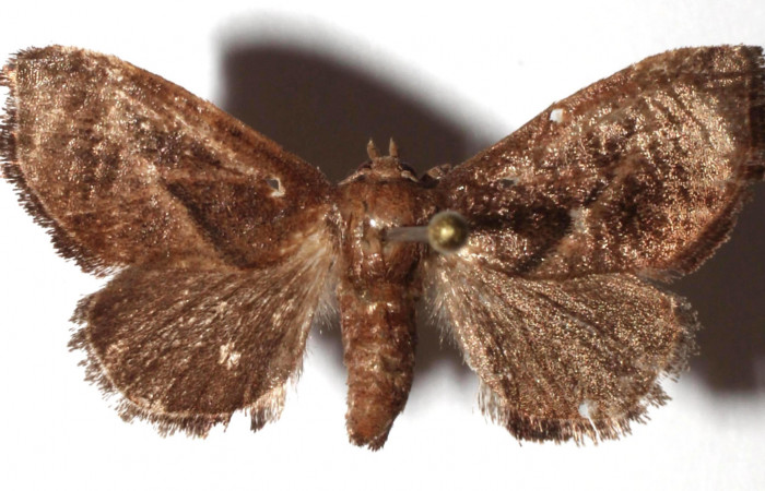 Fig. 1 Adulto vista dorsal <i>Natada michorta</i></i> (Limacodidae), mide 27mm Sendero Bromelias. Sector Rincon Rain Forest, 410 m. 16-SRNP-27625- DHJ933298.