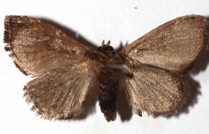 Fg.2. Adulto vista ventral <i>Natada michorta</i></i> (Limacodidae), mide 27mm Sendero Bromelias. Sector Rincon Rain Forest, 410 m. 16-SRNP-27625-DHJ933299.