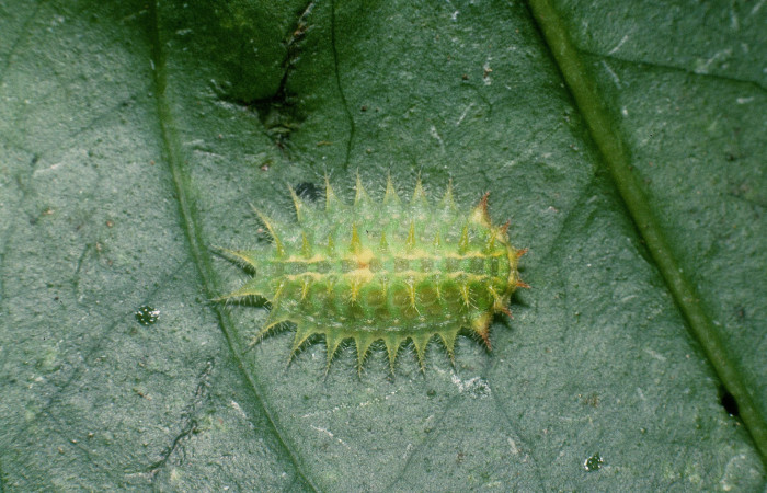 Fg.4. Larva <i>Natada michorta</i></i> (Limacodidae), mide 12mm, Sendero Guayabal. Sector Cacao, 500 m. 04-SRNP-49706-DHJ87446.