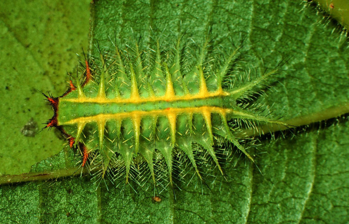 Fg.5 larva dorsal <i>Natada michorta</i></i> (Limacodidae), mide 11mm, Sendero Circular. Sector Cacao, 1080 m. 97-SRNP-1179-DHJ40991.