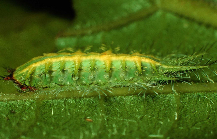 Fg.6 larva <i>Natada michorta</i></i> (Limacodidae), mide 11mm Sendero Circular. Sector Cacao, 1080 m. 97-SRNP-1179-DHJ40994.