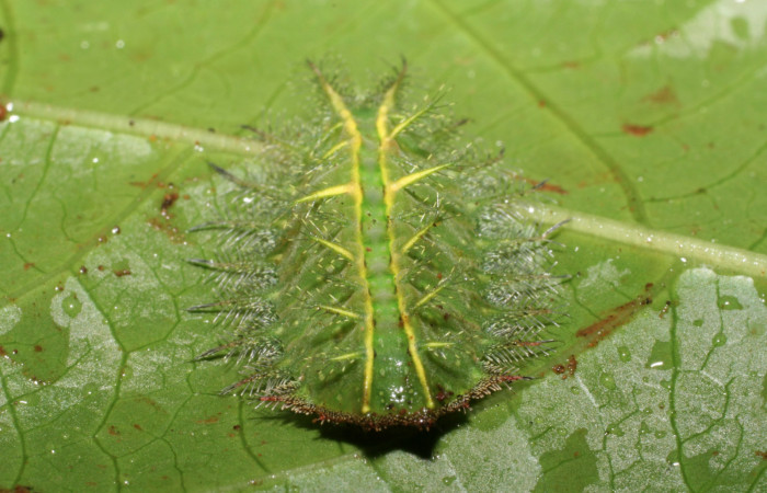 Fg.7. larva <i>Natada michorta</i></i> (Limacodidae), mide 20mm, Sendero Arenales. Sector Cacao, 1080 m. 06- SRNP-36609-DHJ416794.