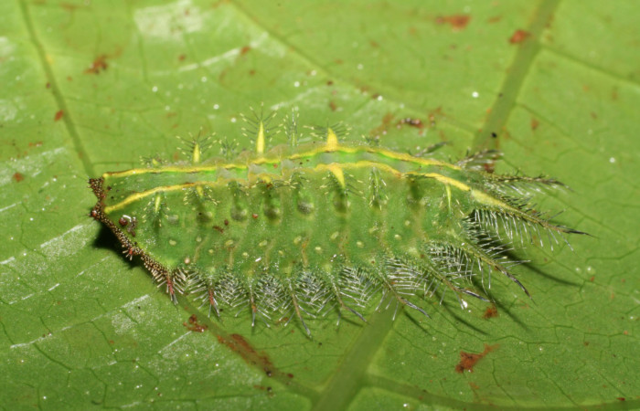 Fg.8. larva <i>Natada michorta</i></i>,(Limacodidae), mide 20mm Sendero Arenales. Sector Cacao, 1080 m.06- SRNP-36609-DHJ416795.