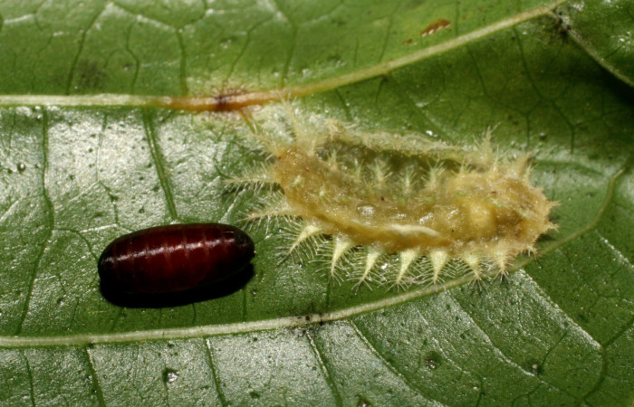 Fg.9. Pupario de parásito <i>Itaplectops akselpalolai</i></i> (Tachinidae) se alimento larva <i>Natada michorta</i></i> (Limacodidae), Sendero Arenales. Sector Cacao, 1080 m. 08-SRNP-32765-DHJ449147.